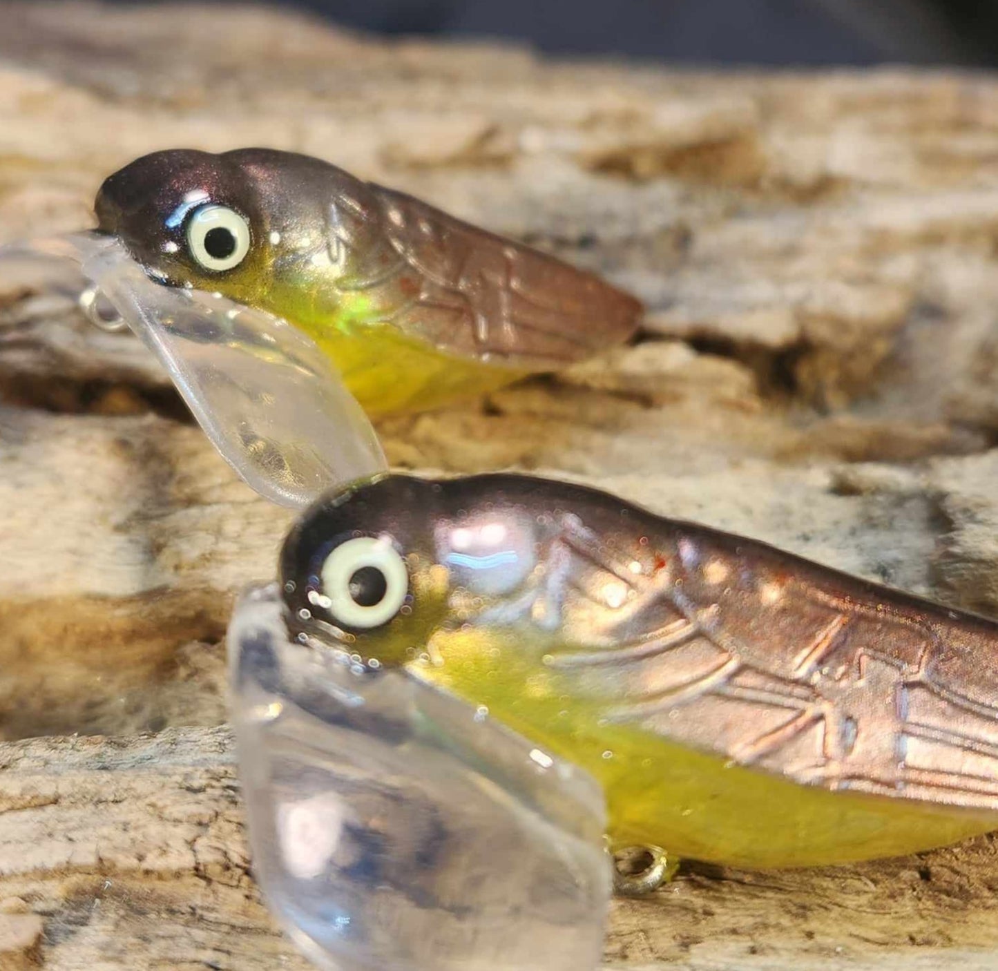 Holographic Cicada jitterbug