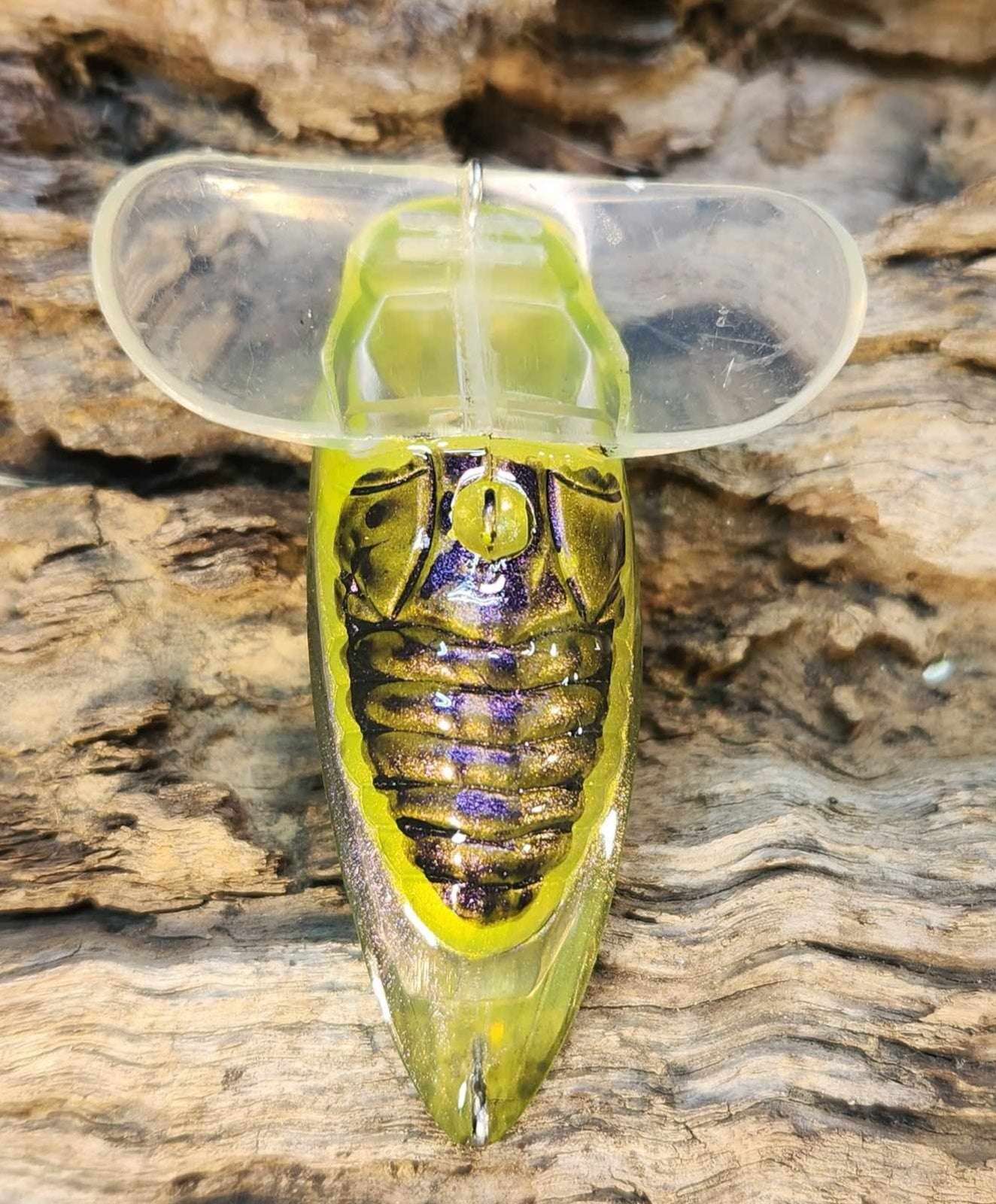 Cicada jitterbug